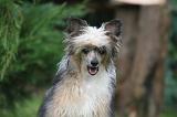 CHIEN NU CHINOIS 277